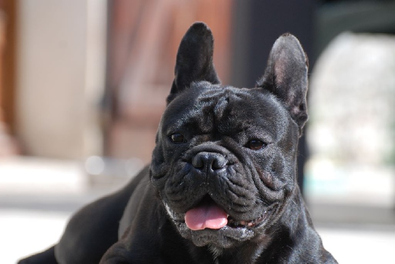 H'all black Des Ptits Boulding'os