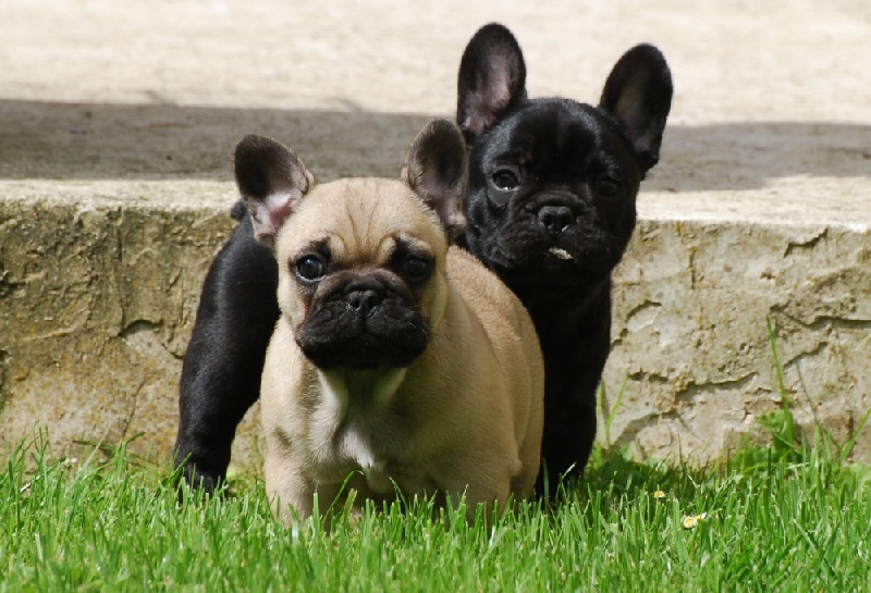 Des Ptits Boulding'os - Bouledogue français - Portée née le 14/05/2012